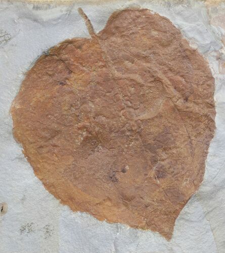 Paleocene Fossil Leaf (Zizyphus) - Montana #59785